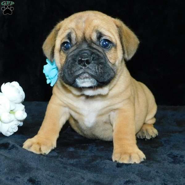 Buster, Miniature Bulldog Puppy